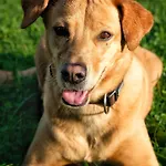 Διαμέρισμα Garten Seeapartments Kaerntnerhof Hundefreundlich