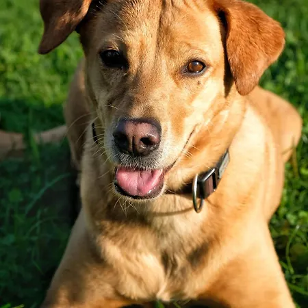 Daire Garten Seeapartments Kaerntnerhof Hundefreundlich